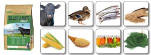 collage-markus-muhle-junior-base